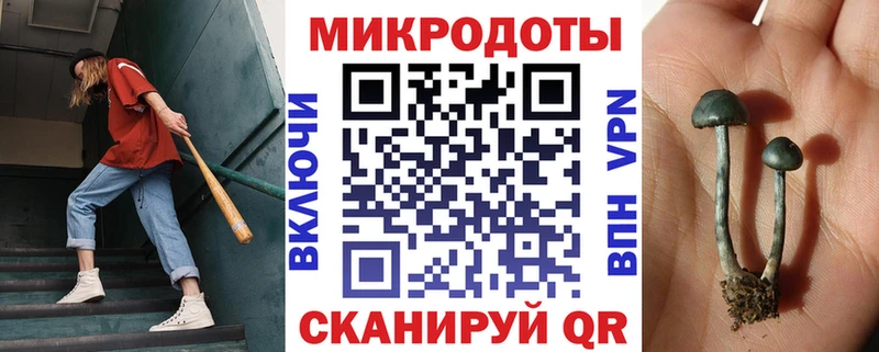 продажа наркотиков  MEGA рабочий сайт  Псилоцибиновые грибы мицелий  Закаменск 